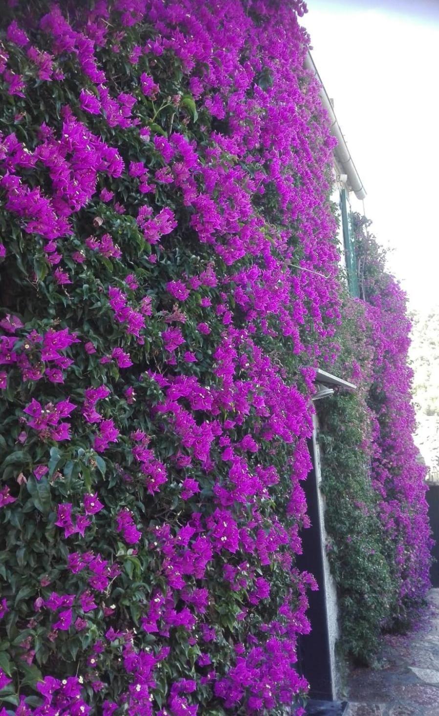 La Bouganvilla Πόρτο Βένερε Εξωτερικό φωτογραφία